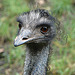 20090611 3206DSCw [D~H] Emu, Zoo Hannover