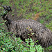20090611 3207DSCw [D~H] Emu, Zoo Hanover