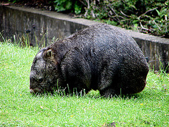 20090611 3208DSCw [D~H] Nacktnasenwombat, Zoo Hannover