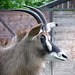 20090611 3210DSCw [D~H] Pferdeantilope, Zoo Hannover