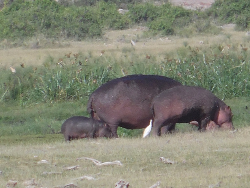 Hippo Family