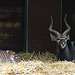 20090611 3212DSCw [D~H] Nyalaantilope (Nyala angasii, Syn.: Tragelaphus angasii), Zoo Hannover