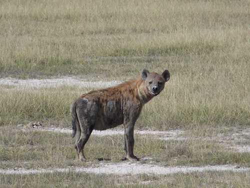 Hyena