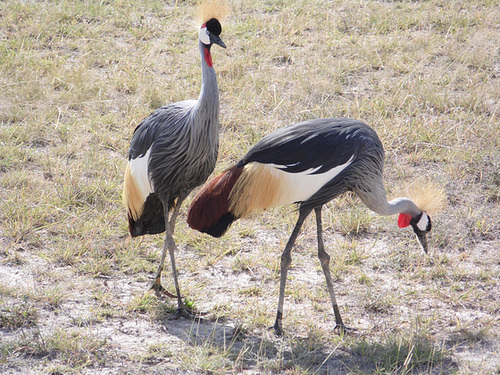 Pair of Cranes