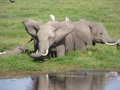An Elephant Shaking Its Ears