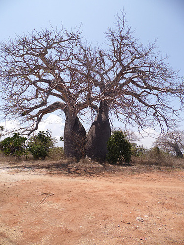 Aren't Boabab Trees the Coolest?