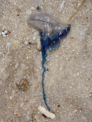 Sea-jelly