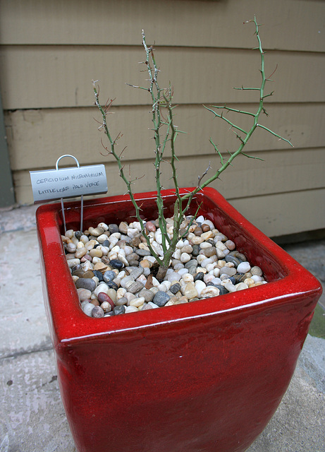 L.A. Garden Tour - Crcidium microphyllum 'Little Leaf Palo Verde' (665