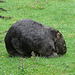 20090611 3204DSCw [D~H] Nacktnasenwombat, Zoo Hannover