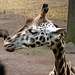 20090611 3214DSCw [D~H] Rothschild Giraffe, Springbock, Pferdeantilope, Zoo Hannover