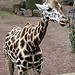 20090611 3215DSCw [D~H] Rothschild Giraffe, Zoo Hannover