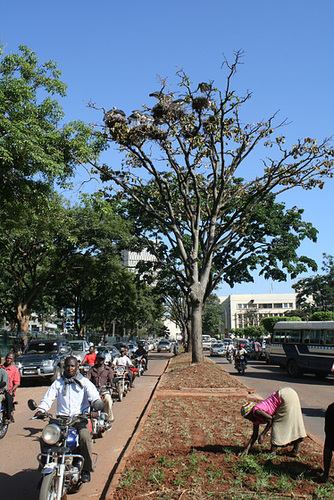 Stork Nests, Kampala
