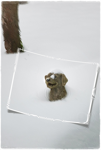 snow*dog