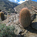 Cacti With A View Of Murray Canyon (5328)