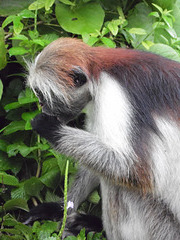 Red Colobus