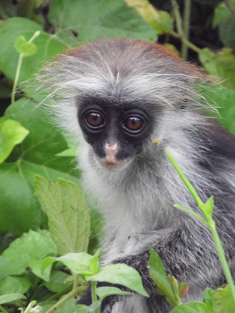 Baby Red Colobus