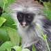 Baby Red Colobus