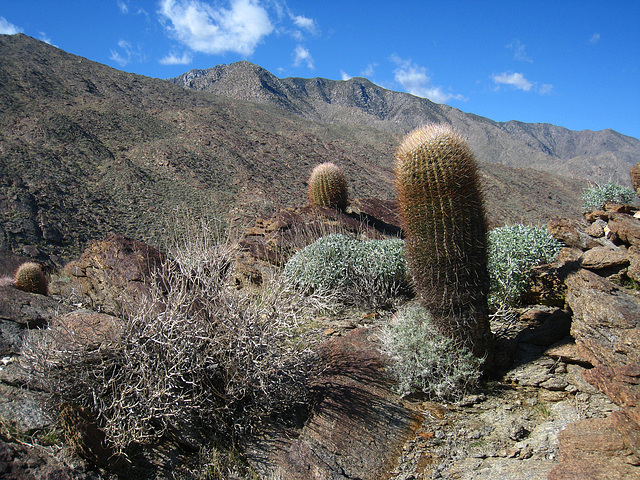 Westfork Trail Cacti (5327)