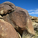 Westfork Trail Petroglyph (5312)