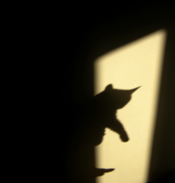 Playing shadow puppet with the cat