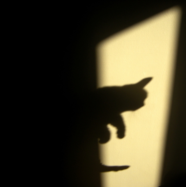 Jouer aux ombres chinoises avec le chat