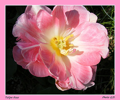 Tulipe Rose