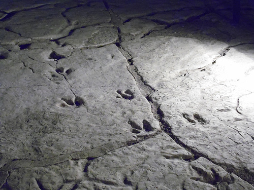 Dinosaur Footprints