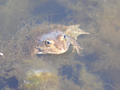 Frog in a Pond