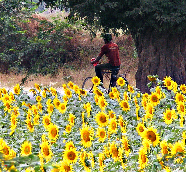 Cycling past sunflowers
