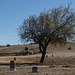 San Lucas cemetery (0958)