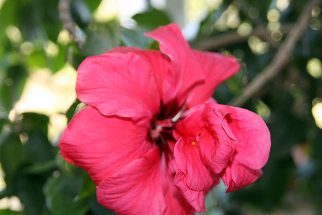 fleur hibiscus