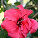 fleur hibiscus