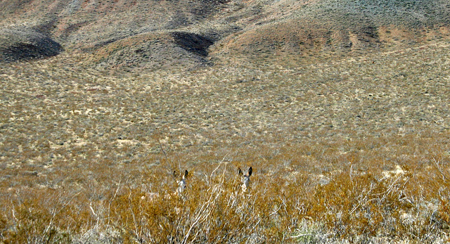 Burros in Butte Valley (5011)
