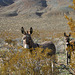 Burros in Butte Valley (5012)