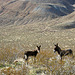 Burros in Butte Valley (5014)