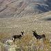 Burros in Butte Valley (5015)