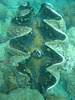 A giant clam