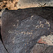 Three Rivers Petroglyphs (5835)