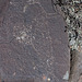 Three Rivers Petroglyphs (5839)