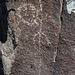 Three Rivers Petroglyphs (5849)