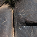 Three Rivers Petroglyphs (5858)
