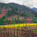 Landscape near Nga Lhakhang village