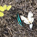 Assorted butterflies on rhino dung