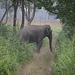 Wild Asiatic Elephant