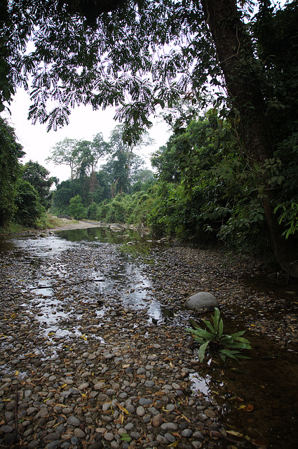 Forest stream near Nameri