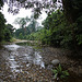 Forest stream near Nameri