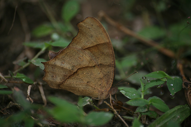 Evening Brown butterfly