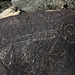 Three Rivers Petroglyphs (5872)