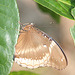 Great Eggfly butterfly - underside