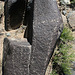 Three Rivers Petroglyphs (5876)